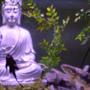 fish tank picture - The Zen Aquarium