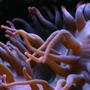 corals inverts - macrodactyla doreensis - long tentacle anemone stocking in 90 gallons tank - large anenome
