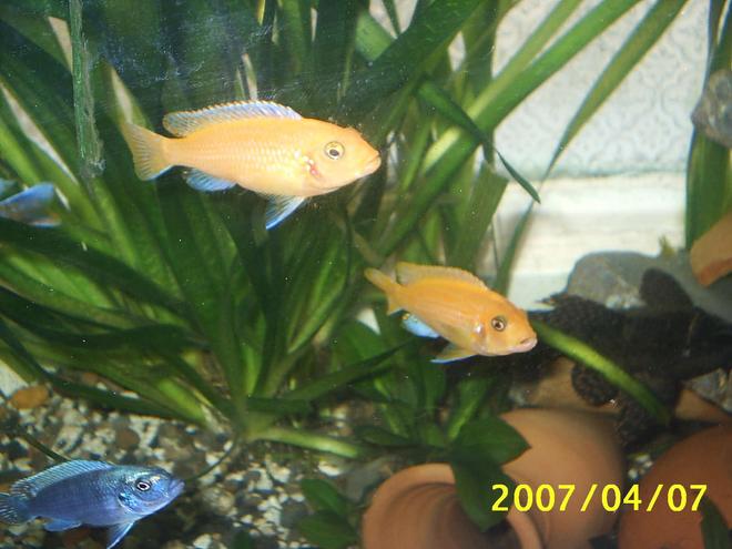 freshwater fish - aulonocara sp. - strawberry peacock cichlid stocking in 70 gallons tank - cichlide ghost knife