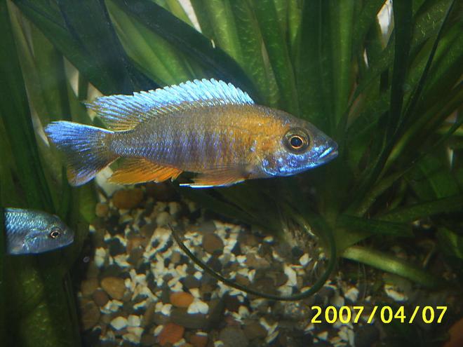 freshwater fish - aulonocara rubescens - ruby red peacock stocking in 70 gallons tank - cichlid