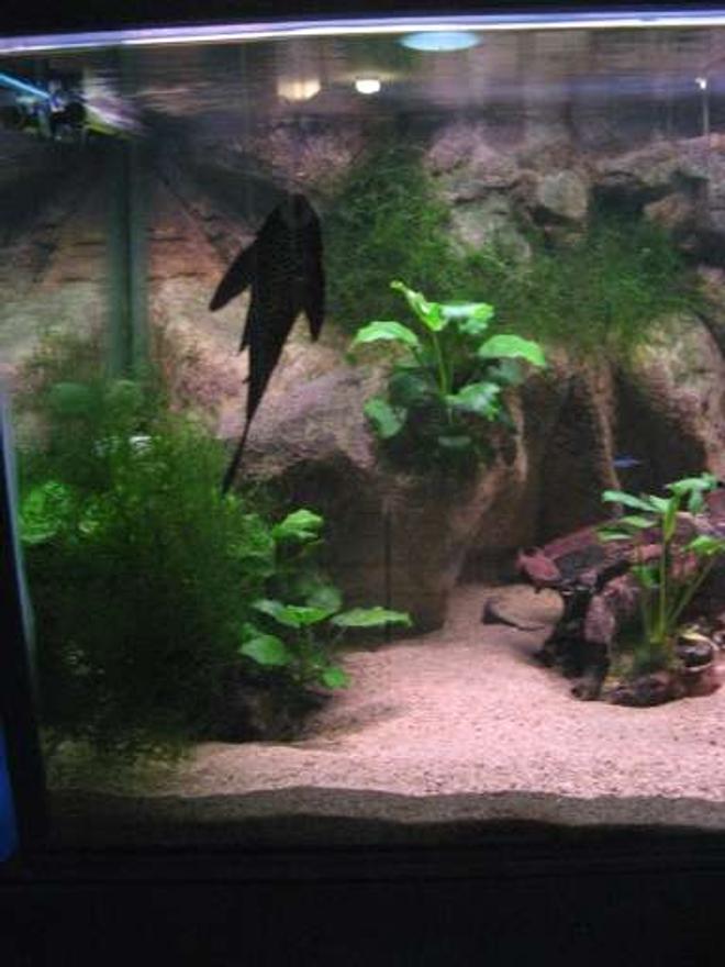 freshwater fish - glyptoperichthys gibbiceps - sailfin pleco (l-83) stocking in 90 gallons tank - my sailfin, just hangin around