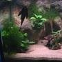 freshwater fish - glyptoperichthys gibbiceps - sailfin pleco (l-83) stocking in 90 gallons tank - my sailfin, just hangin around