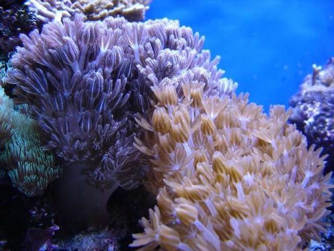 corals inverts - anthelia sp. - waving hand - blue stocking in 140 gallons tank - Xenia patch