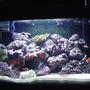41 gallons reef tank (mostly live coral and fish) - My new reef