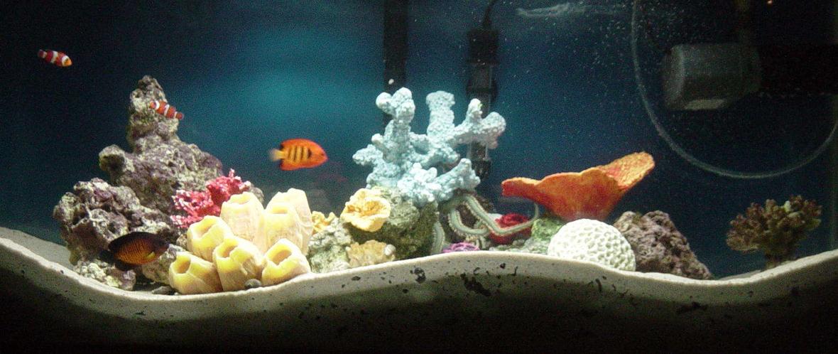 35 gallons saltwater fish tank (mostly fish, little/no live coral) - my 35 gallon fish only with live rock