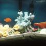 35 gallons saltwater fish tank (mostly fish, little/no live coral) - my 35 gallon fish only with live rock