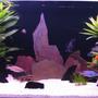 66 gallons freshwater fish tank (mostly fish and non-living decorations) - my 4 foot tank with all the fish out and about