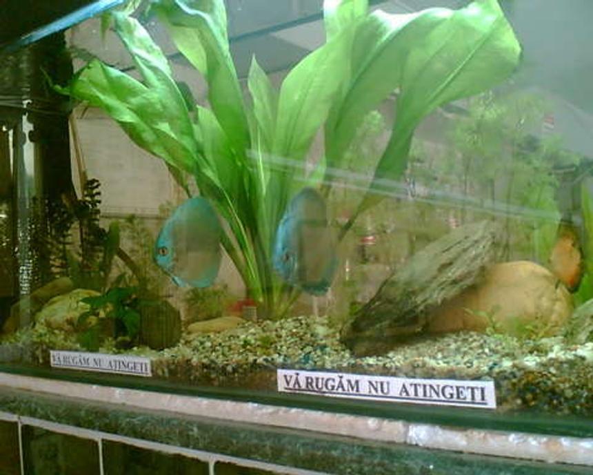 Rated #205: 120 Gallons Planted Tank - Blue Diamond Pair