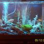 55 gallons freshwater fish tank (mostly fish and non-living decorations) - AIR!!!!!!!!!!!!!!!