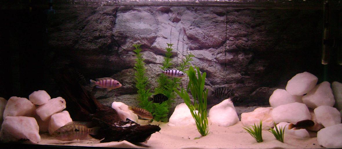 30 gallons freshwater fish tank (mostly fish and non-living decorations) - Fake Plants, Silica Sand, Quartz Rock, Malaysian Driftwood, Variety of Fish