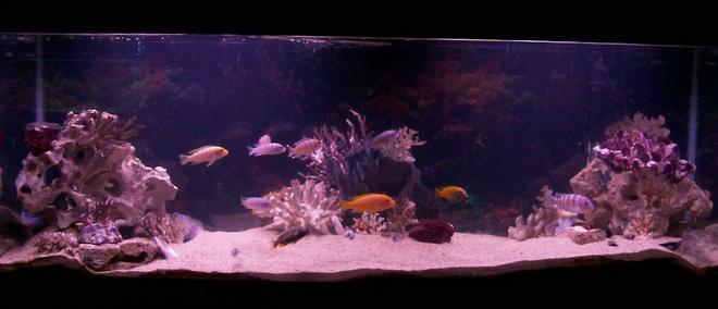 55 gallons freshwater fish tank (mostly fish and non-living decorations) - my fake salt water tank!!