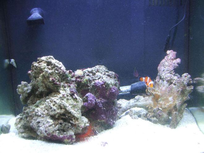 14 gallons saltwater fish tank (mostly fish, little/no live coral) - 14 gallon Bio Cube...only up and running for 6 weeks..plenty of room for more corals etc.