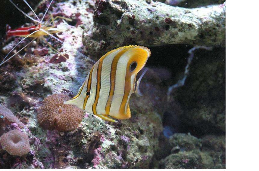 Rated #44: Saltwater Fish - Chelmon Rostratus - Copperband Butterflyfish Stocking In 52 Gallons Tank - my favorite fish in my tank.
Chelmon Rostratus