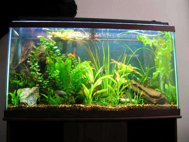 39 gallons planted tank (mostly live plants and fish) - This is my tank