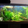 39 gallons planted tank (mostly live plants and fish) - This is my tank