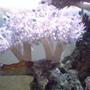 corals inverts - xenia sp. - white pom pom xenia, red sea stocking in 130 gallons tank - White xenia!!!