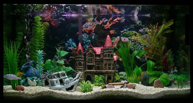 33 gallons freshwater fish tank (mostly fish and non-living decorations) - 33 gallon tank with malawi cichlids