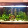 50 gallons planted tank (mostly live plants and fish) - This is a planted fish tank.