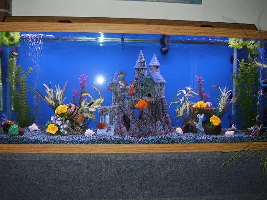 Rated #280: 55 Gallons Freshwater Fish Tank - the babies house