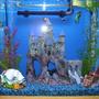 29 gallons freshwater fish tank (mostly fish and non-living decorations) - my smaller tank