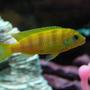 freshwater fish - metriaclima lombardoi - kenyi cichlid stocking in 55 gallons tank - This is Kenny the Kenyi cichlid when he was just a young lad!
