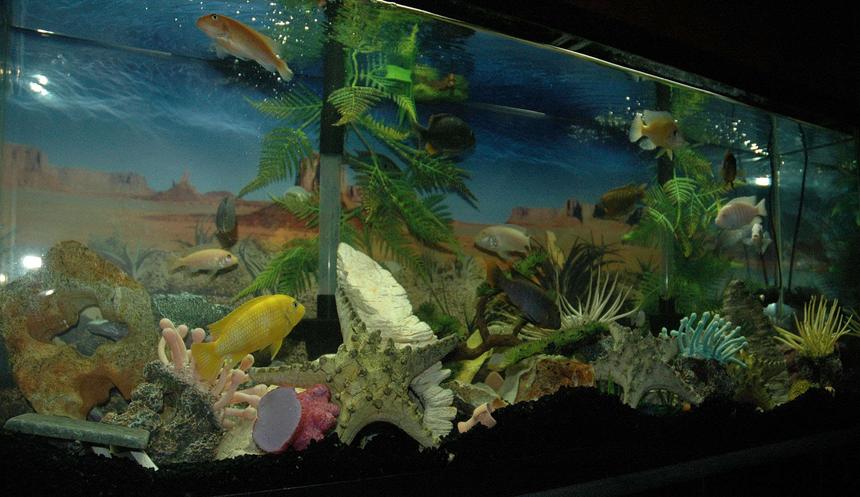 Rated #361: 55 Gallons Freshwater Fish Tank - this is my 55 gallon Mbuna tank, it's decorated a bit differently then most but I totally love color. ;]