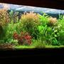 75 gallons planted tank (mostly live plants and fish) - tank size 120 x 45 x 65 lighting 8 x 36 watt T8 Fluorescent filtration Eheim 2217 Plus CO2 pressure controlled by pH changes. Micro and macro elements(DIY) added 3 times weekly A routine of a 50% water change every week