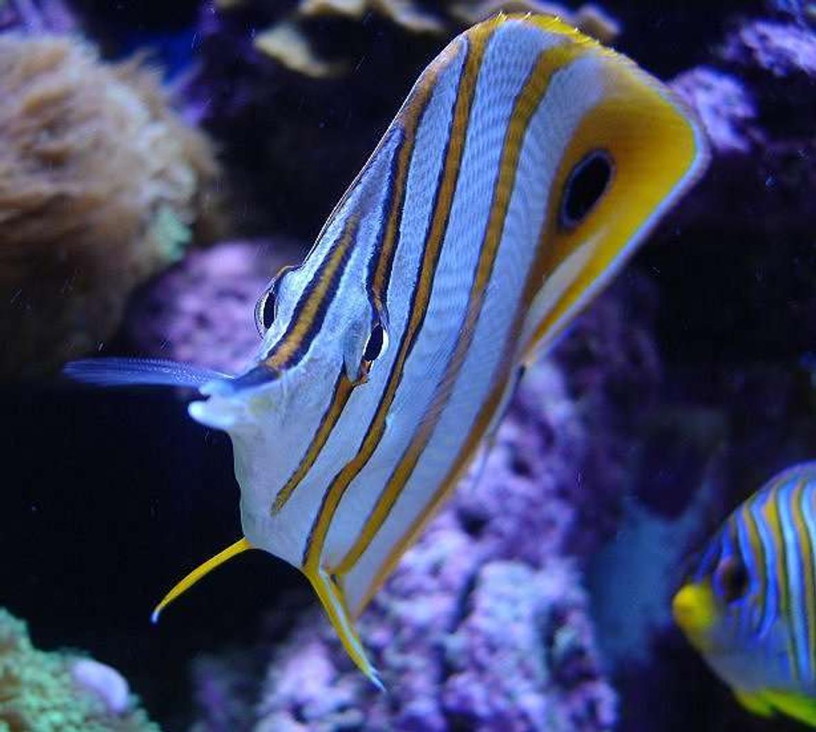 saltwater fish - chelmon rostratus - copperband butterflyfish stocking in 140 gallons tank - Copperband with Regal Angel in background