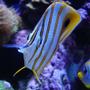 saltwater fish - chelmon rostratus - copperband butterflyfish stocking in 140 gallons tank - Copperband with Regal Angel in background
