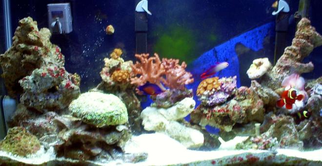 29 gallons reef tank (mostly live coral and fish) - 29 gallon, 2 penguin200, 2 rio powerheads, 65watt power compacts with moonlights, 1 heater up and running about 9 months now, pair of golden maroones, coral beauty, sixline wrasse, 2 blood shrimp, 2 pistol shrimps, 3 starfish, a dozen hermits and snails, zoos, flowerpot, anemone, leather, clam