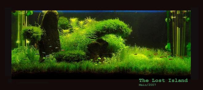 65 gallons planted tank (mostly live plants and fish) - The Lost Island