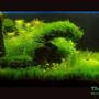 65 gallons planted tank (mostly live plants and fish) - The Lost Island