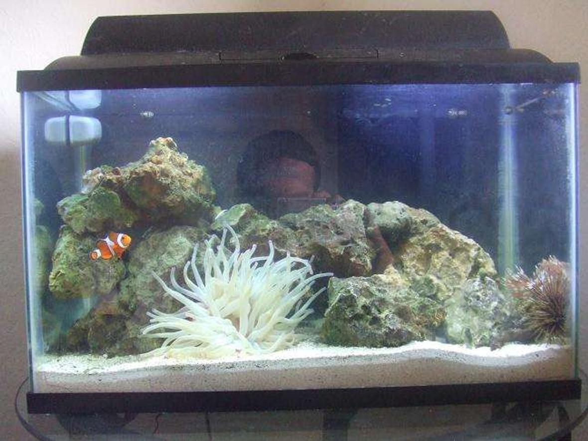 10 gallons reef tank (mostly live coral and fish) - Hey guys, This is my updated 10 gallon reef tank. You Can see pictures from before at this link. Well I had a serious death toll in my tank due to some crazy crabs i put in there so the only thing that survived was my True. Percula and my blue reef damsel. So this is a list of the new inhabitants and equipment.. 1 True Percula Clown 1 Blue Reef Damsel 2 Sea Urchins 1 Feather Duster 1 Condy Anemone 1 Mushroom Polyp - Umbrella 1 Mushroom Coral - Elephant Ear I also changed my lights to Coralife 50/50 20 watt bulbs. And added Moonlights. I also have 40 pounds of rock 10 Blue Leg Hermite Crabs 10 Snails and thatz about it..