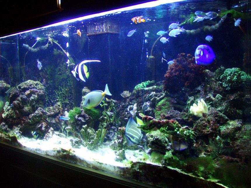 Rated #98: 150 Gallons Reef Tank - MY 150 gallon Saltwater Aquarium. I wouldn't personally call it a reef, (I only have 6 corals) but, by definition it is. Oh, and sorry about the angle, I have the tank positioned so that I couldn't get far enough away from the tank to get a front picture. Also, please let me know what you think. But go easy on me I put alot of work into this.