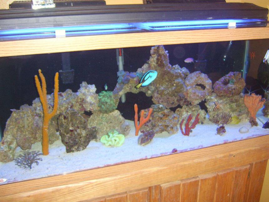 Rated #179: 95 Gallons Reef Tank - ...
