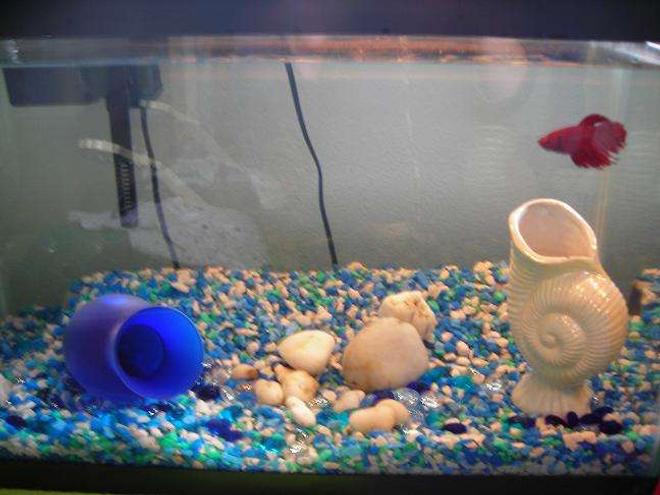 10 gallons freshwater fish tank (mostly fish and non-living decorations) - 10 Gallon tank.

Blue and White gravel.

1 red male betta (brian).

Whisper filter.

I made a tunnel (with a well cleaned pipe), you can see it towards the back...

Brian tends to stay at the top of the tank but at night he will explore the tunnel and the other decorations at the bottom.