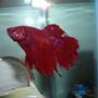 freshwater fish - betta splendens - crown tail betta stocking in 10 gallons tank - Hes red but you can see his blue streaks really well in this picture! His eye is blue but it looks red in this picture.