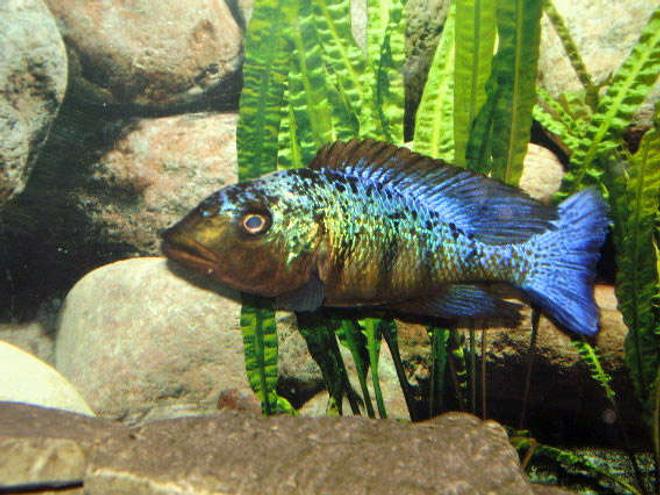 freshwater fish - fossorochromis rostratus - fosso cichlid stocking in 100 gallons tank - Fossorochromis rostratus