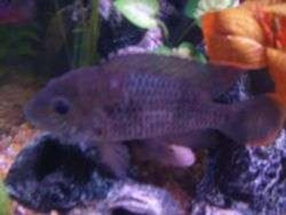 freshwater fish - aequidens rivulatus - green terror stocking in 55 gallons tank - My green terror