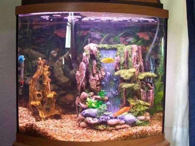 125 gallons freshwater fish tank (mostly fish and non-living decorations) - My 16gal freshwater w/t 2 cichlids.