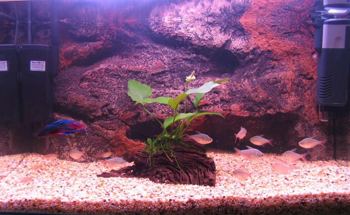 24 gallons freshwater fish tank (mostly fish and non-living decorations) - my 2 ft tank