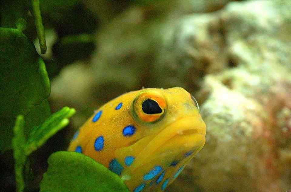 saltwater fish - opistognathus rosenblatti - blue spot jawfish stocking in 90 gallons tank - Bluespot Jawfish