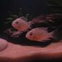 freshwater fish - microgeophagus altispinosa - bolivian ram stocking in 20 gallons tank - My 2 Bolivian Rams!