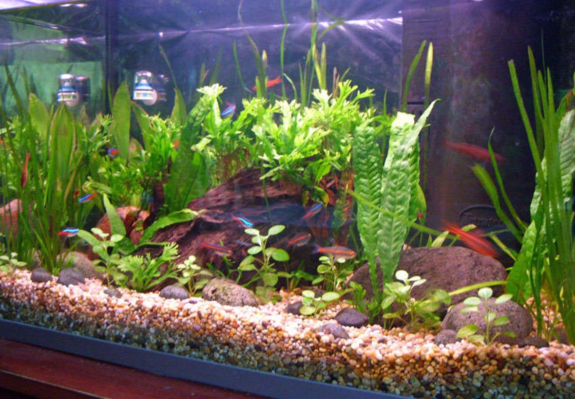 freshwater fish tank (mostly fish and non-living decorations) - Communtity Updated