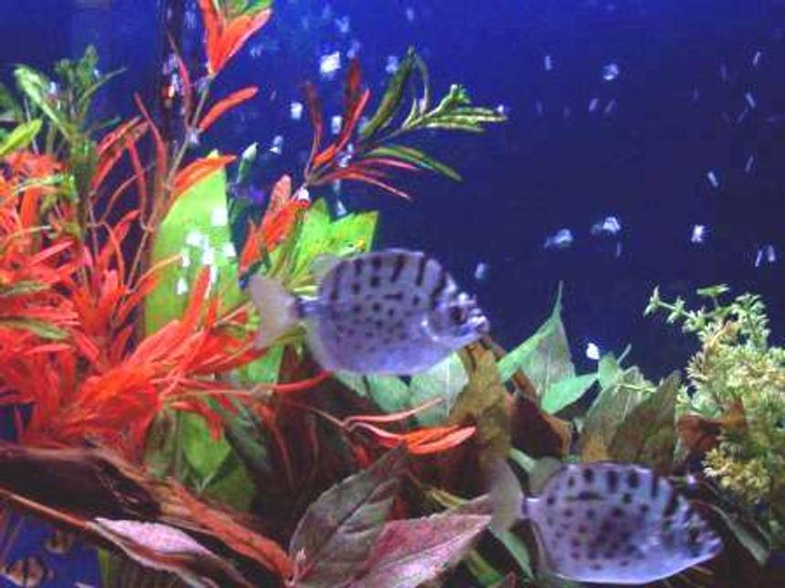 Rated #1894: Freshwater Fish - Scatophagus Multifasciatus - Silver Scat Stocking In 29 Gallons Tank - Silver Scats