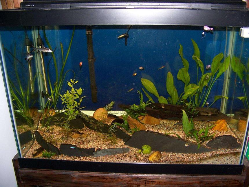 Rated #225: 65 Gallons Planted Tank - 65 Gallon semi planted with slate stone work