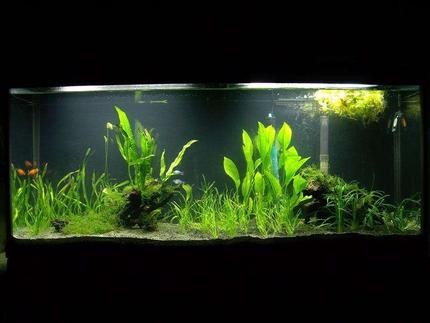 20 gallons planted tank (mostly live plants and fish) - 55 gallon tank