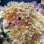 corals inverts - euphyllia paradivisa - frogspawn coral stocking in 55 gallons tank - My Metallic Frogspawn