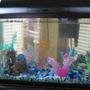 10 gallons freshwater fish tank (mostly fish and non-living decorations) - The fish tank