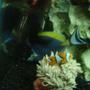 saltwater fish - acanthurus leucosternon - powder blue tang stocking in 55 gallons tank - clown fish